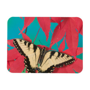 Ein kanadischer Tigerschwalbenschmetterling Magnet