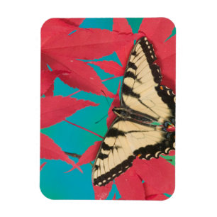 Ein kanadischer Tigerschwalbenschmetterling Magnet