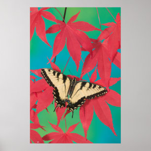 Ein kanadischer Tigerschwalbenschmetterling Poster