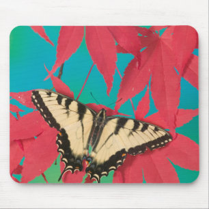 Ein kanadischer Tigerschwalbenschwanz-Schmetterlin Mousepad