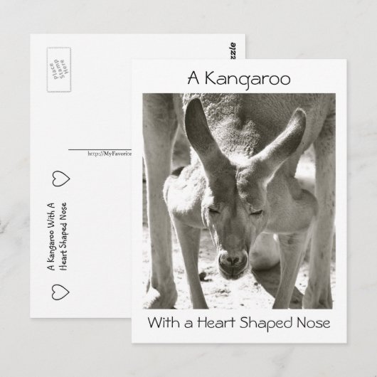 Ein Känguru mit einer herzförmigen Nase Postkarte (Vorne/Hinten)
