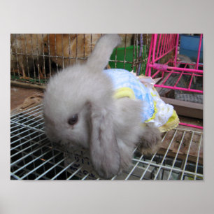 Ein Kaninchen in einem Kleid か わ い い 幸 せ Poster
