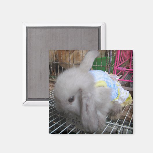Ein Kaninchen in einem Kleid Magnet (Vorderseite/Rückseite)