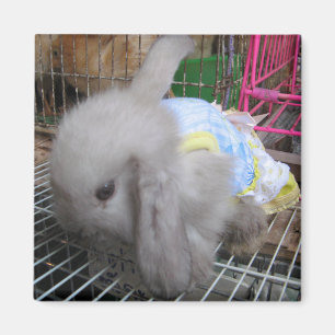 Ein Kaninchen in einem Kleid Magnet