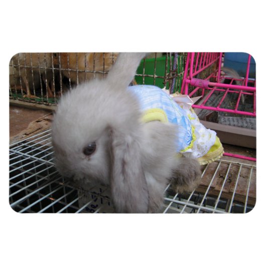 Ein Kaninchen in einem Kleid Magnet (Horizontal)