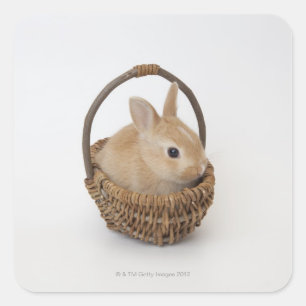 Ein Kaninchen ist in einem Korb. Der niederländisc Quadratischer Aufkleber