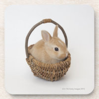 Ein Kaninchen ist in einem Korb. Netherland Zwerg