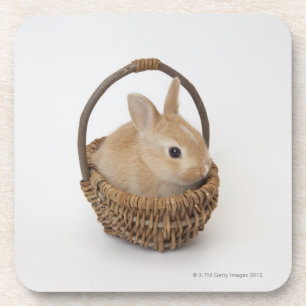 Ein Kaninchen ist in einem Korb. Netherland Zwerg Untersetzer