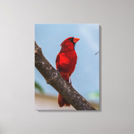 Ein Kardinal 18 x 24 Starke Leinwand drucken