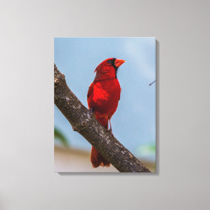 Ein Kardinal 18 x 24 Stretched Leinwanddruck