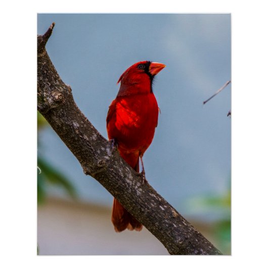 Ein Kardinal 20 x 25-Glossy-Poster Poster (Vorderseite)