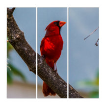 Ein Kardinal AcryliPrint HD Triptych
