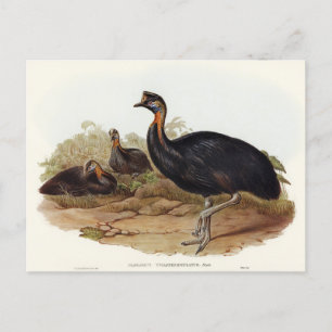 Ein-Karunkel-Kasuar von Elizabeth Gould Postkarte