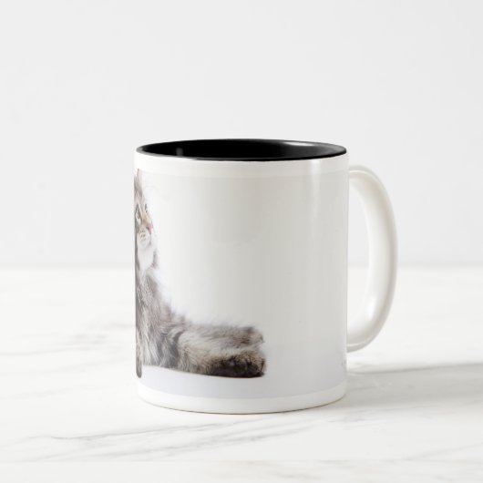 Ein Kätzchen der Maine-Waschbärkatze Zweifarbige Tasse (VorderseiteRechts)