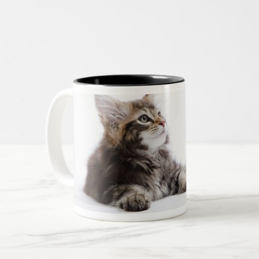 Ein Kätzchen der Maine-Waschbärkatze Zweifarbige Tasse (Vorderseite Links)