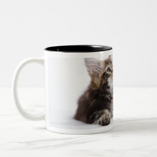 Ein Kätzchen der Maine-Waschbärkatze Zweifarbige Tasse (Links)