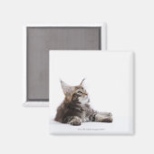 Ein Kätzchen Maine Coon Magnet (Vorderseite/Rückseite)