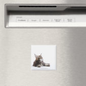 Ein Kätzchen Maine Coon Magnet (In Situ (Geschirrspüler))