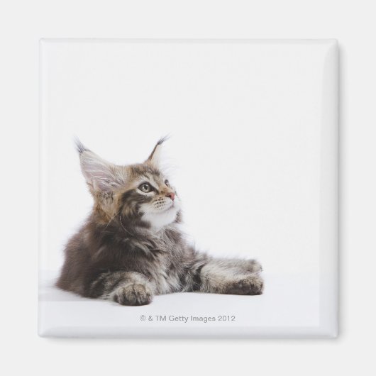 Ein Kätzchen Maine Coon Magnet (Vorne)