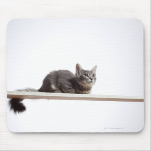 Ein Kätzchen von Saiberian Katze auf dem Brett Mousepad