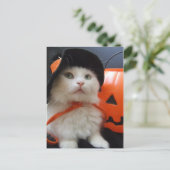 Ein Katzen-Halloween Postkarte (Stehend Vorderseite)