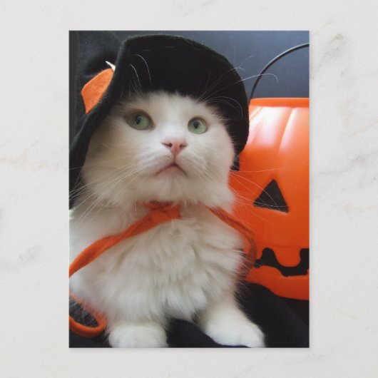 Ein Katzen-Halloween Postkarte (Vorderseite)