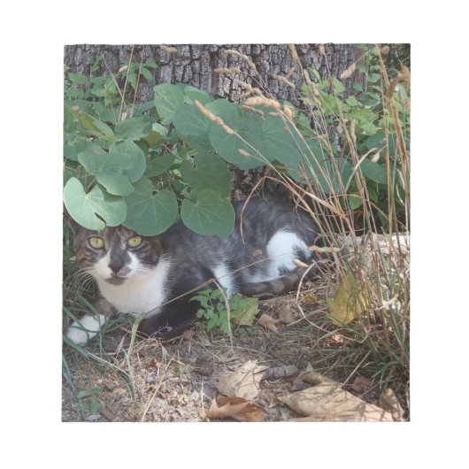 Ein Katzenversteck Notizblock (Vorderseite)