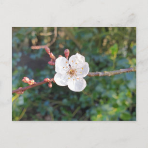 Ein Kirschblüten - Morgen Spaziergang im Park Postkarte