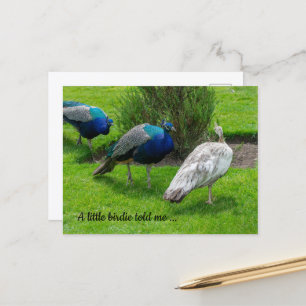 "Ein kleiner Birdie hat mir gesagt ..." Pfeife Pos Postkarte