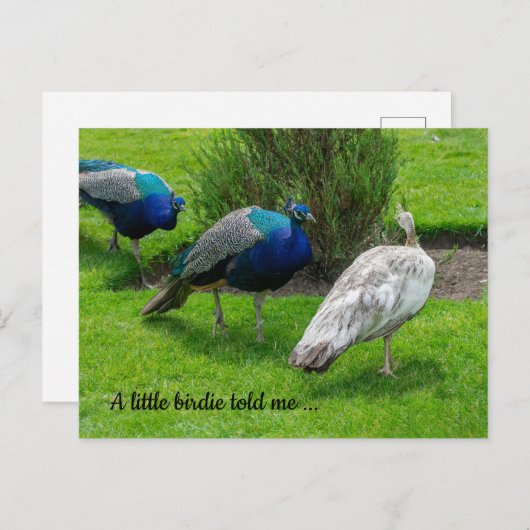"Ein kleiner Birdie hat mir gesagt ..." Pfeife Pos Postkarte (Vorne/Hinten)