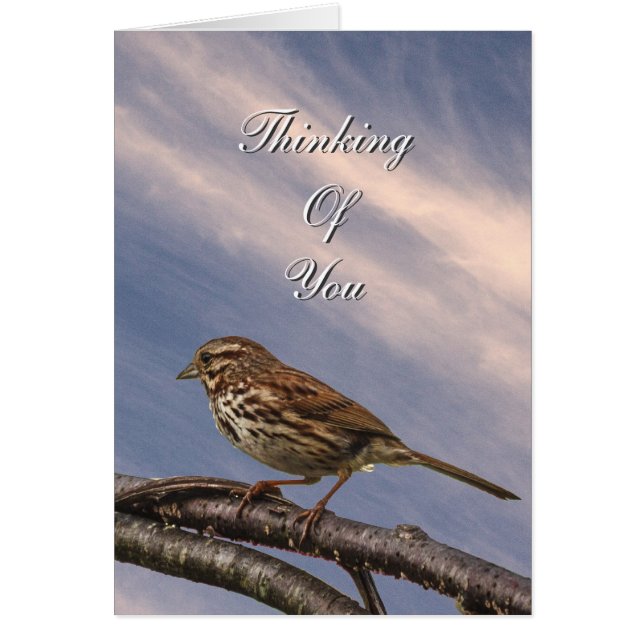 Ein kleiner brauner Vogel (Vorne)