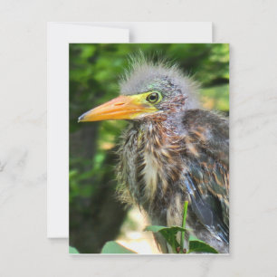 Ein kleiner grüner Held Postkarte