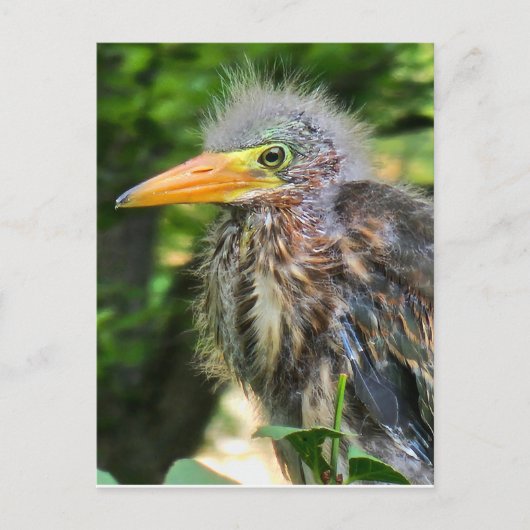 Ein kleiner grüner Held Postkarte (Vorderseite)