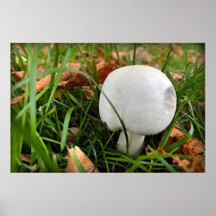 Ein kleiner Pilz Poster