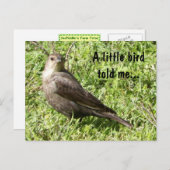 Ein kleiner Vogel erzählt mir - Postkarte (Vorne/Hinten)