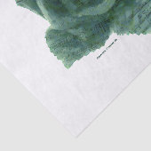 Ein kleiner Vogel erzählte mir Rose Seidenpapier (Ausschnitt)