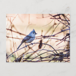 Ein kleiner Vogel versteckt sich in den Büschen. Feiertagspostkarte