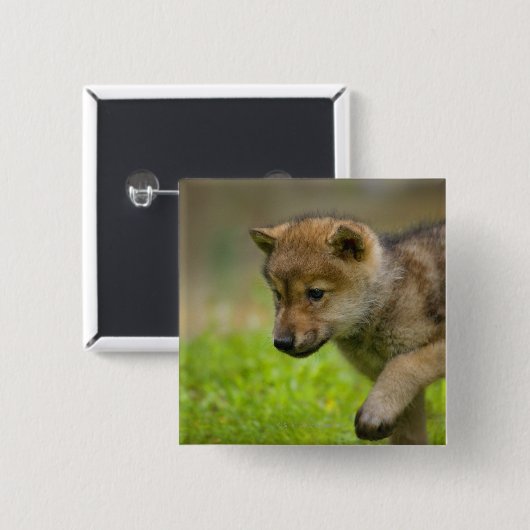 Ein kleiner Wolf Button (Vorne & Hinten)