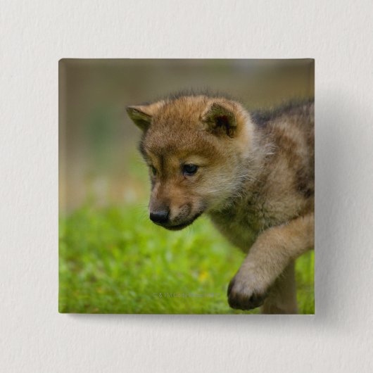 Ein kleiner Wolf Button (Vorderseite)