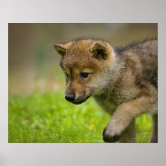 Ein kleiner Wolf Poster (Vorne)