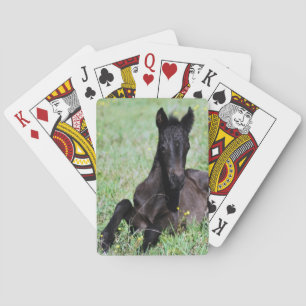 Ein kleines Pferd auf der Wiese Spielkarten