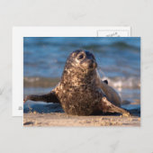 Ein kleines Siegel im Kinderbecken Postkarte (Vorne/Hinten)