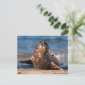 Ein kleines Siegel im Kinderbecken Postkarte (Stehend Vorderseite)