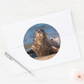 Ein kleines Siegel im Kinderbecken Runder Aufkleber (Umschlag)