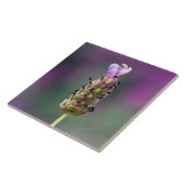 Ein kleines Stück Lavendel Fliese (Seite)