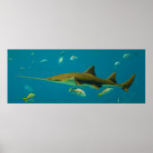 Ein Kleinzahnfisch Pristis pectinata Poster (Vorne)