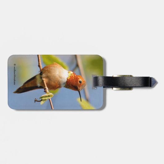 Ein kurioser Rufous Hummingbird Gepäckanhänger (Rückseite horizontal)