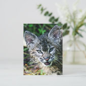 Ein lächelnder Bobcat Kitten Postkarte (Stehend Vorderseite)