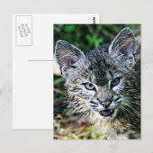 Ein lächelnder Bobcat Kitten Postkarte (Vorne/Hinten)