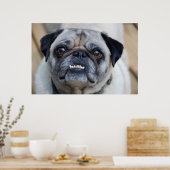 Ein lächelnder Mops Poster (Küche)